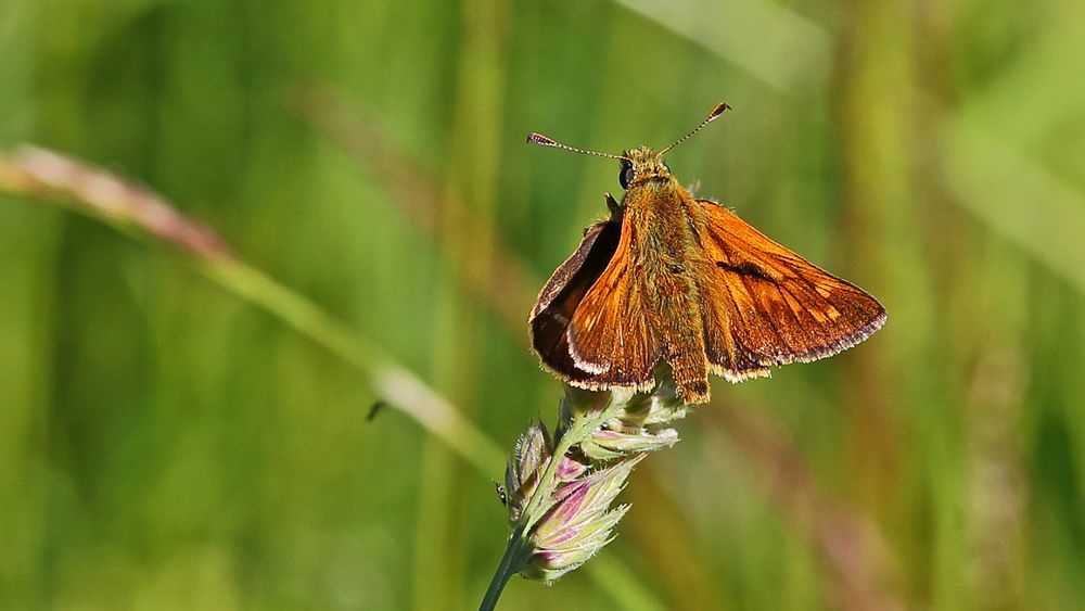 Rostfarbiger Dickkopffalter-ochlodes sylvanus