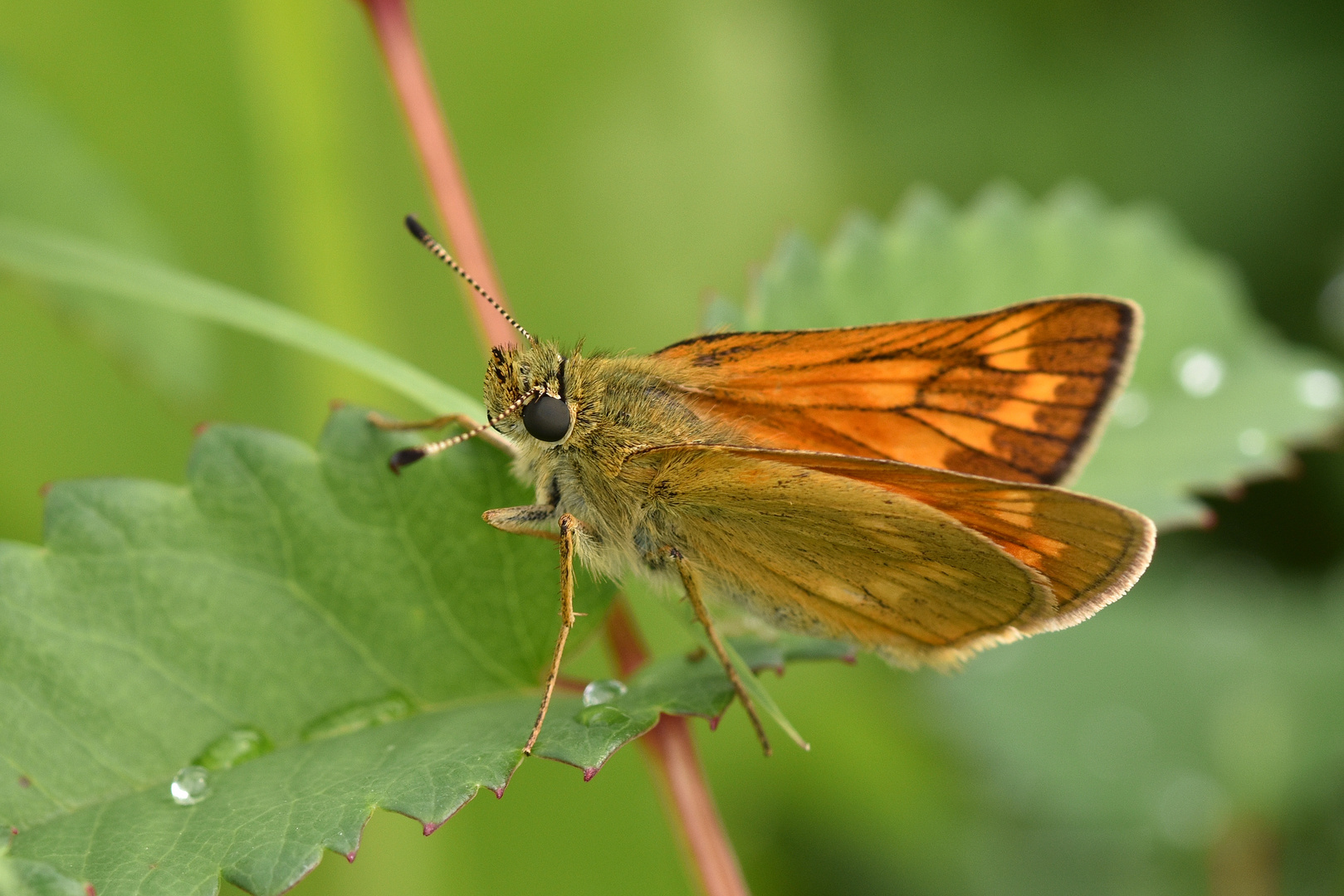 Rostfarbiger Dickkopffalter (Ochlodes sylvanus)