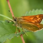 Rostfarbiger Dickkopffalter (Ochlodes sylvanus)