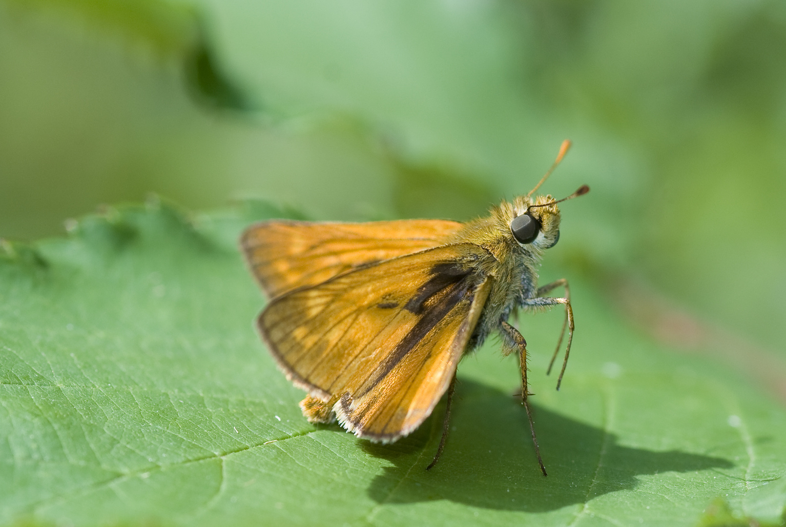 Rostfarbiger Dickkopffalter (Ochlodes sylvanus)