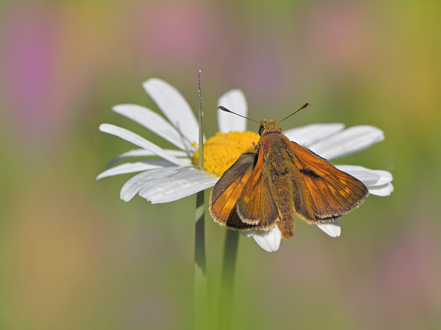 Rostfarbiger Dickkopffalter - Ochlodes sylvanus