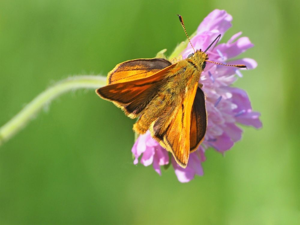 Rostfarbiger Dickkopffalter (Ochlodes sylvanus)