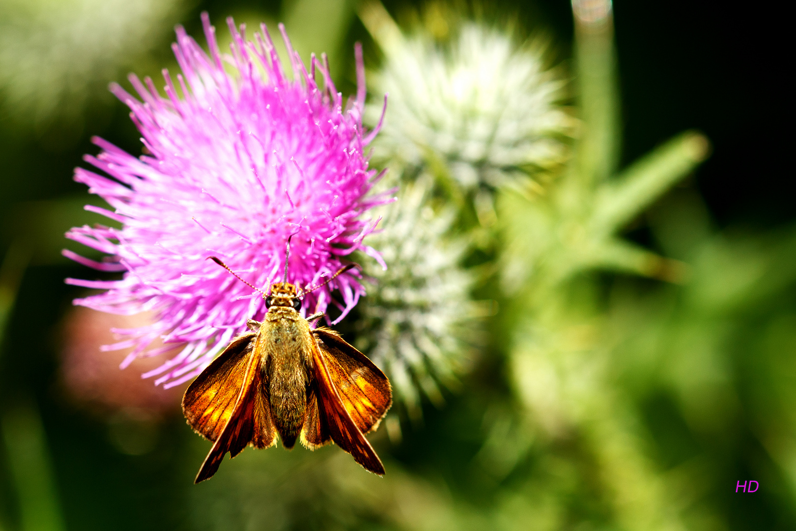 Rostfarbiger Dickkopffalter ( Ochlodes sylvanus)