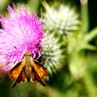 Rostfarbiger Dickkopffalter ( Ochlodes sylvanus)