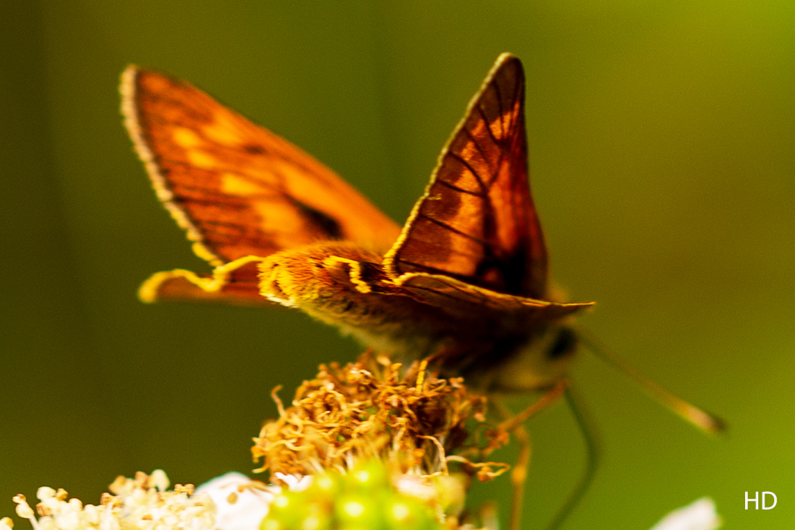 Rostfarbiger Dickkopffalter (Ochlodes sylvanus)