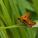 Rostfarbiger Dickkopffalter (Ochlodes sylvanus)