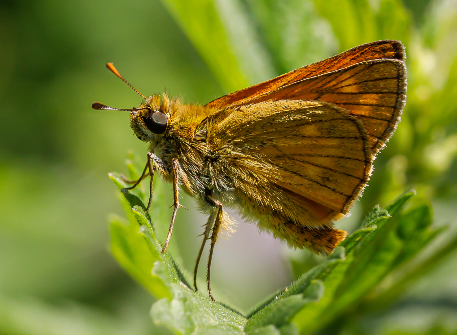 Rostfarbiger Dickkopffalter (Ochlodes sylvanus)