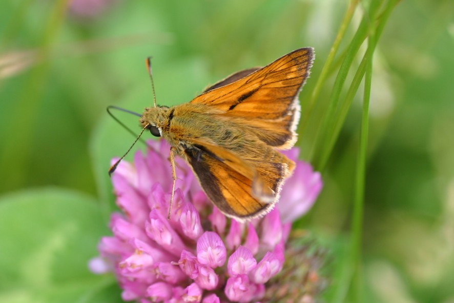 Rostfarbiger Dickkopffalter - Ochlodes sylvanus