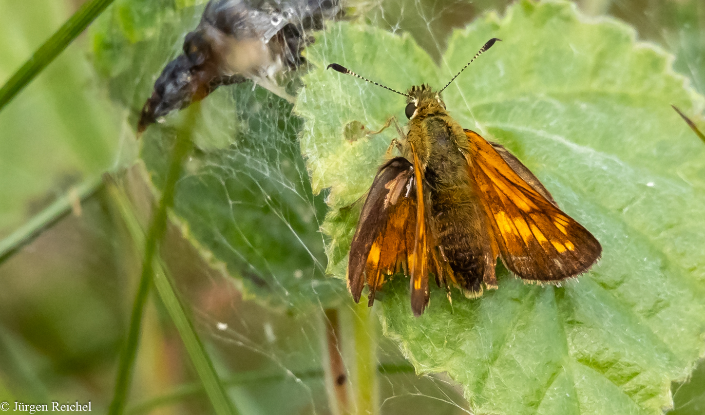 Rostfarbiger Dickkopffalter ( Ochlodes sylvanus )