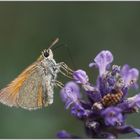 Rostfarbiger Dickkopffalter (Ochlodes sylvanus)