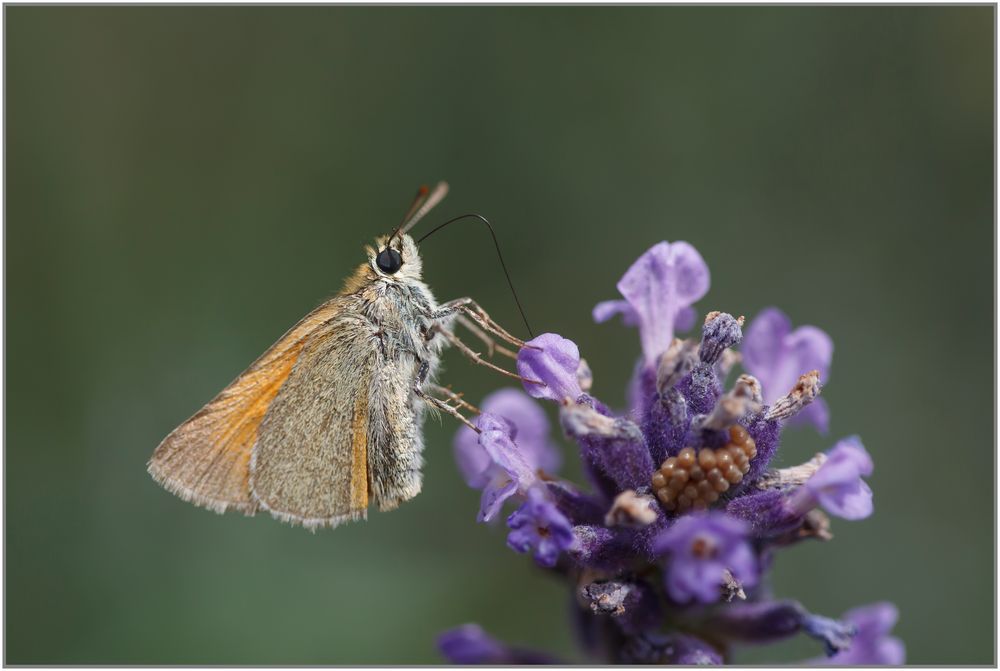 Rostfarbiger Dickkopffalter (Ochlodes sylvanus)