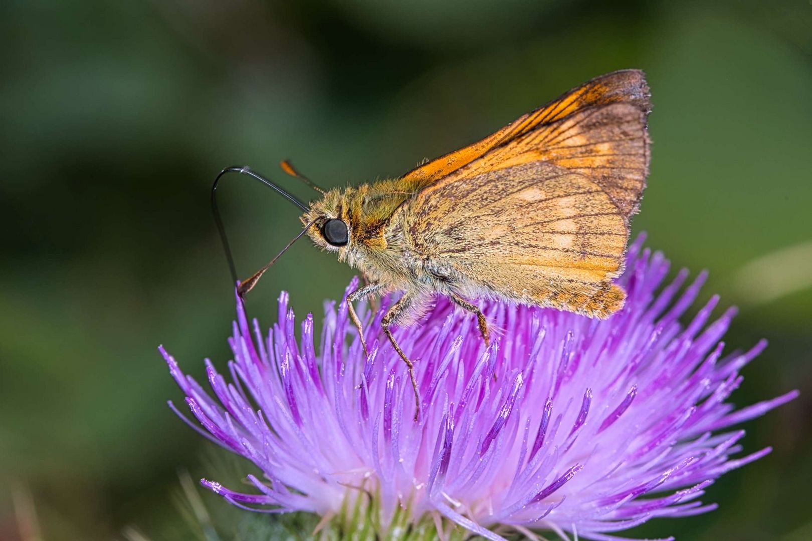 Rostfarbiger Dickkopffalter (Ochlodes sylvanus)