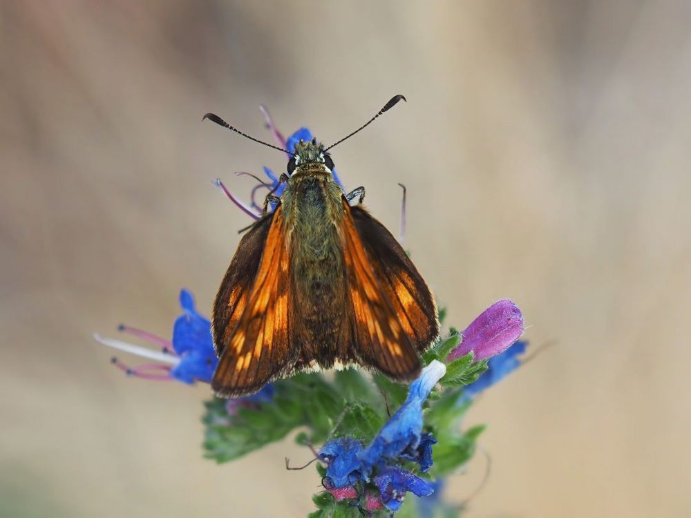 Rostfarbiger Dickkopffalter (Ochlodes sylvanus)