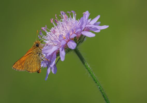 Rostfarbiger Dickkopffalter (Ochlodes sylvanus)