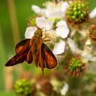 Rostfarbiger Dickkopffalter (Ochlodes sylvanus)