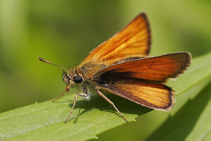 Rostfarbiger Dickkopffalter (Ochlodes sylvanus)