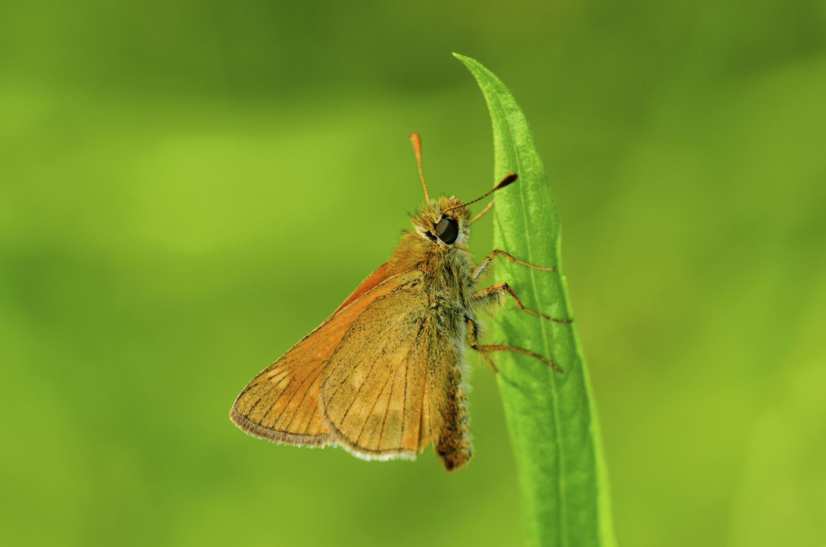 Rostfarbiger Dickkopffalter (Ochlodes sylvanus)