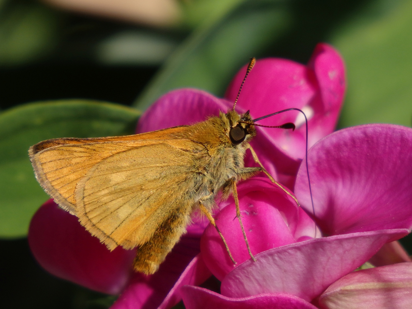 Rostfarbiger Dickkopffalter (Ochlodes sylvanus)