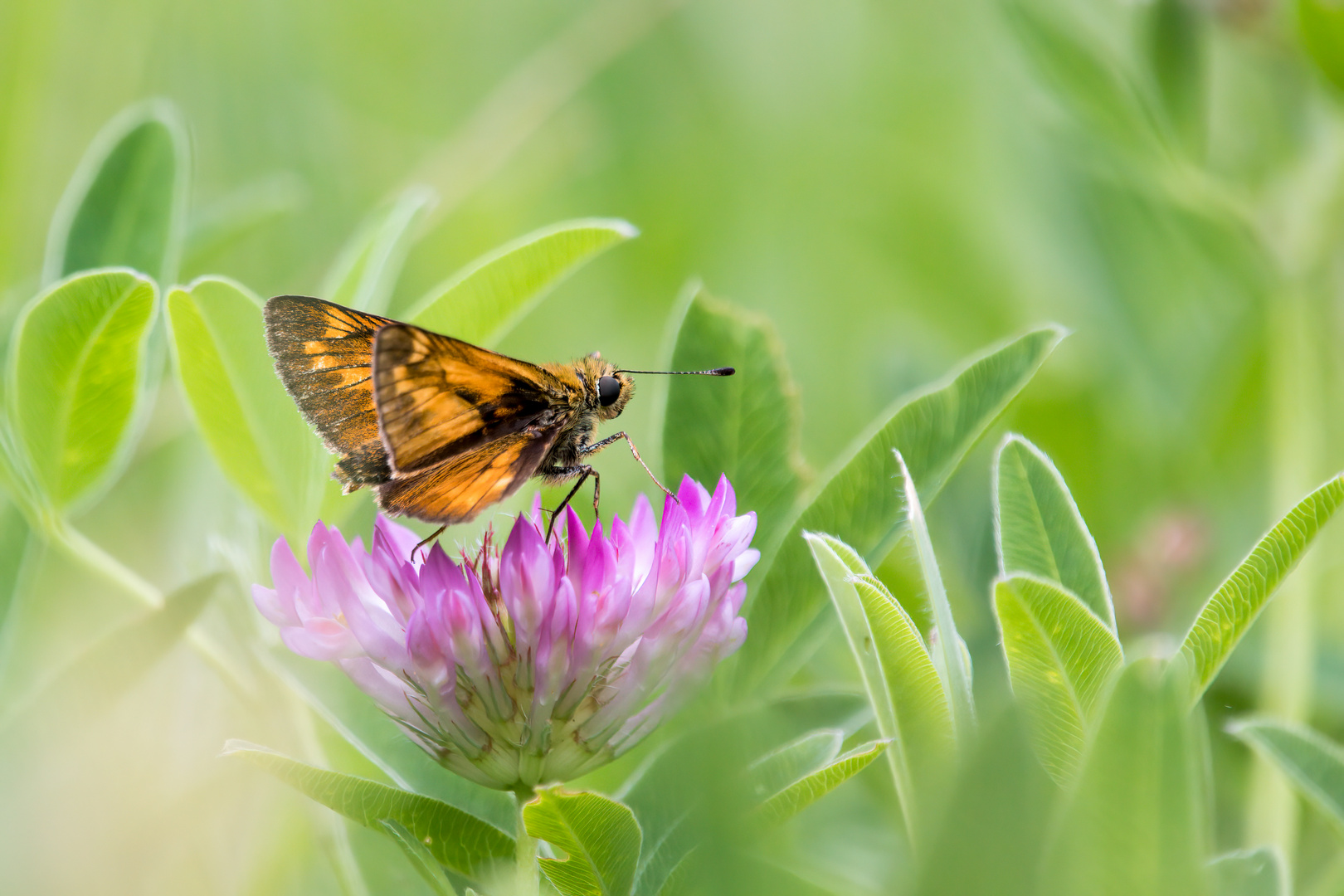 Rostfarbiger Dickkopffalter (Ochlodes sylvanus)