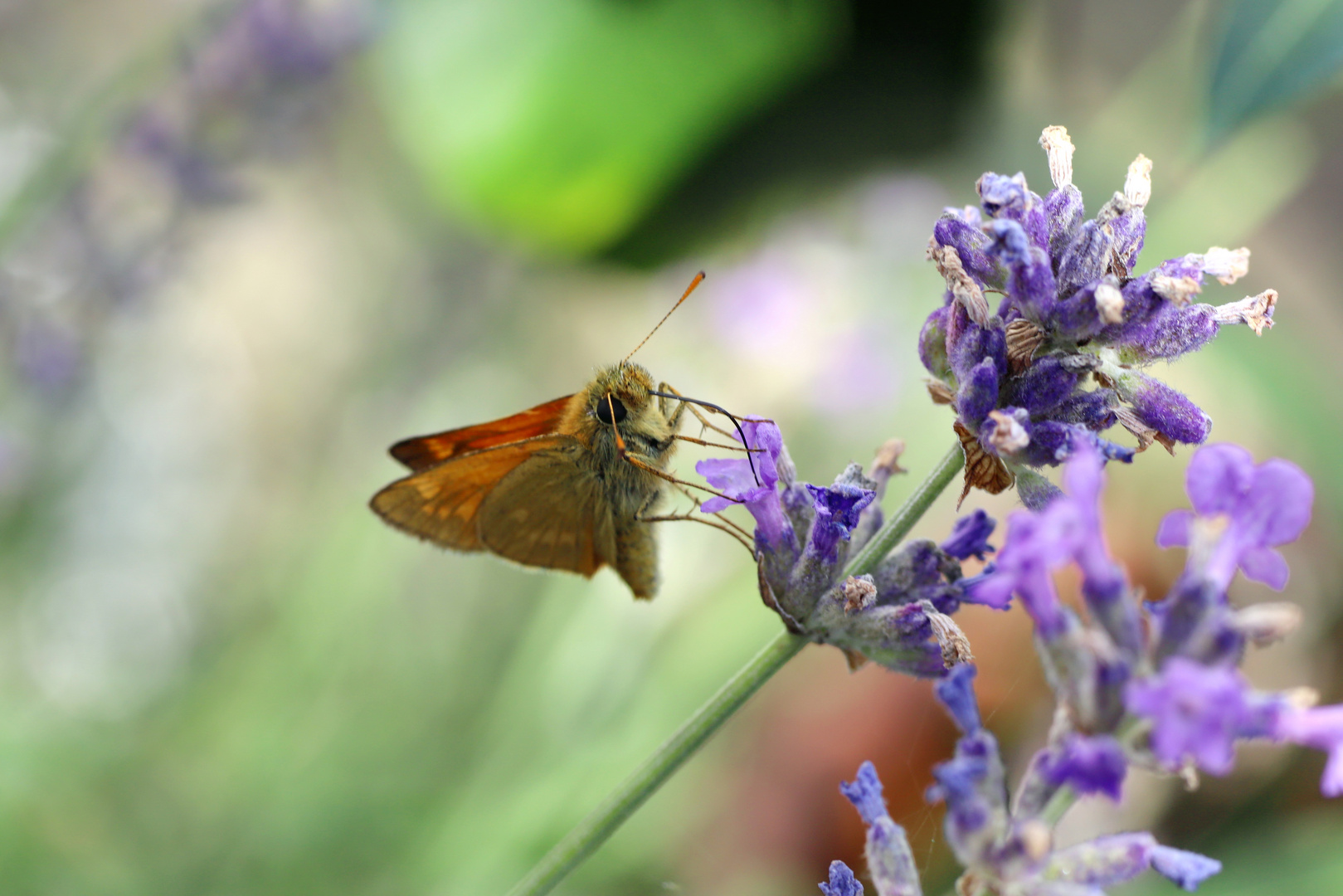 Rostfarbiger Dickkopffalter; Ochlodes sylvanus