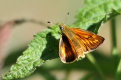 Rostfarbiger Dickkopffalter- (Ochlodes sylvanus)