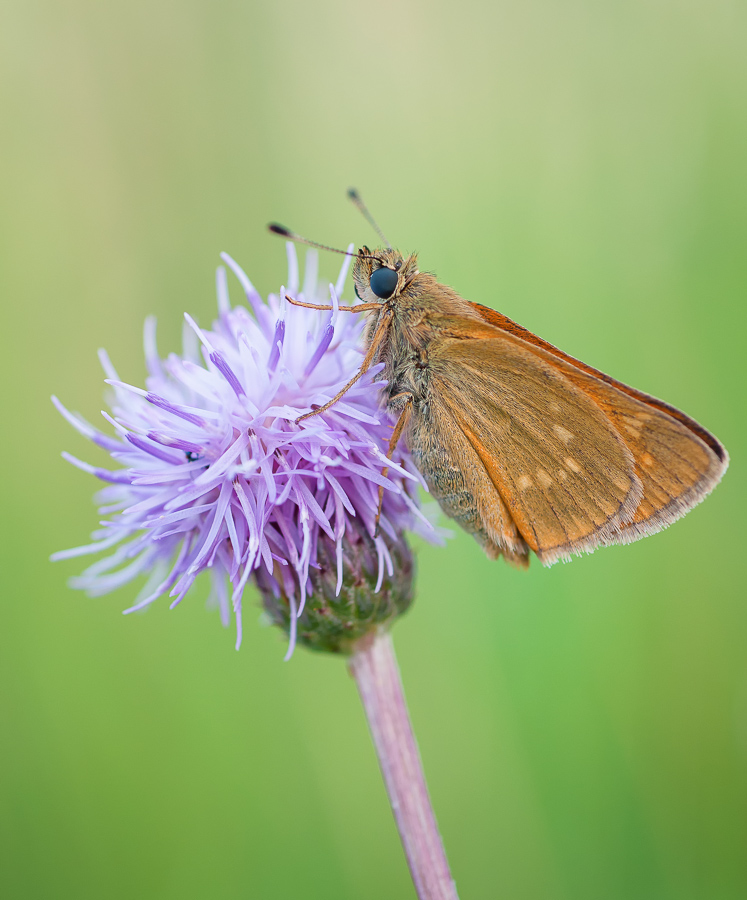 Rostfarbiger Dickkopffalter (Ochlodes sylvanus)