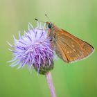 Rostfarbiger Dickkopffalter (Ochlodes sylvanus)