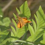 Rostfarbiger Dickkopffalter (Ochlodes sylvanus)