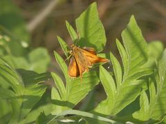 Rostfarbiger Dickkopffalter (Ochlodes sylvanus)