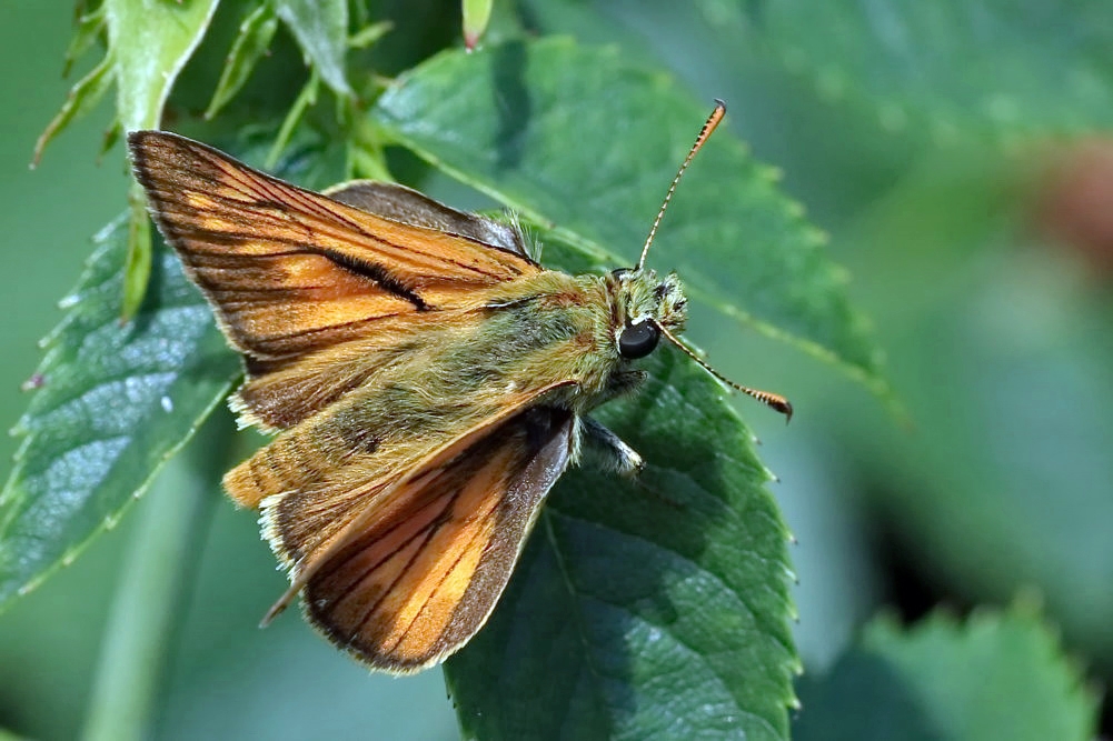  Rostfarbiger Dickkopffalter (Ochlodes sylvanus)