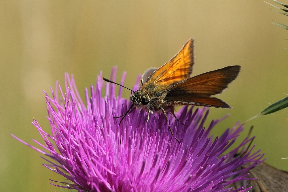 Rostfarbiger Dickkopffalter (Ochlodes sylvanus) 