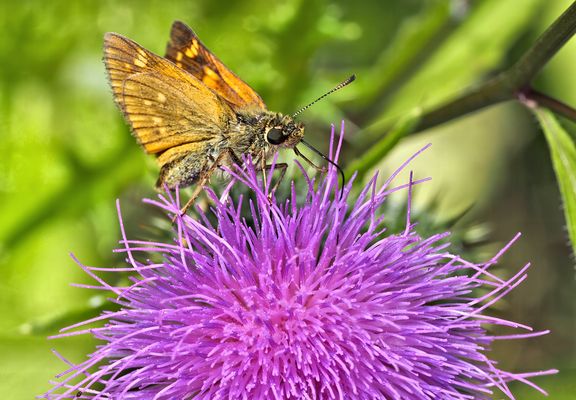 Rostfarbiger Dickkopffalter (Ochlodes sylvanus) auf Distelblüte