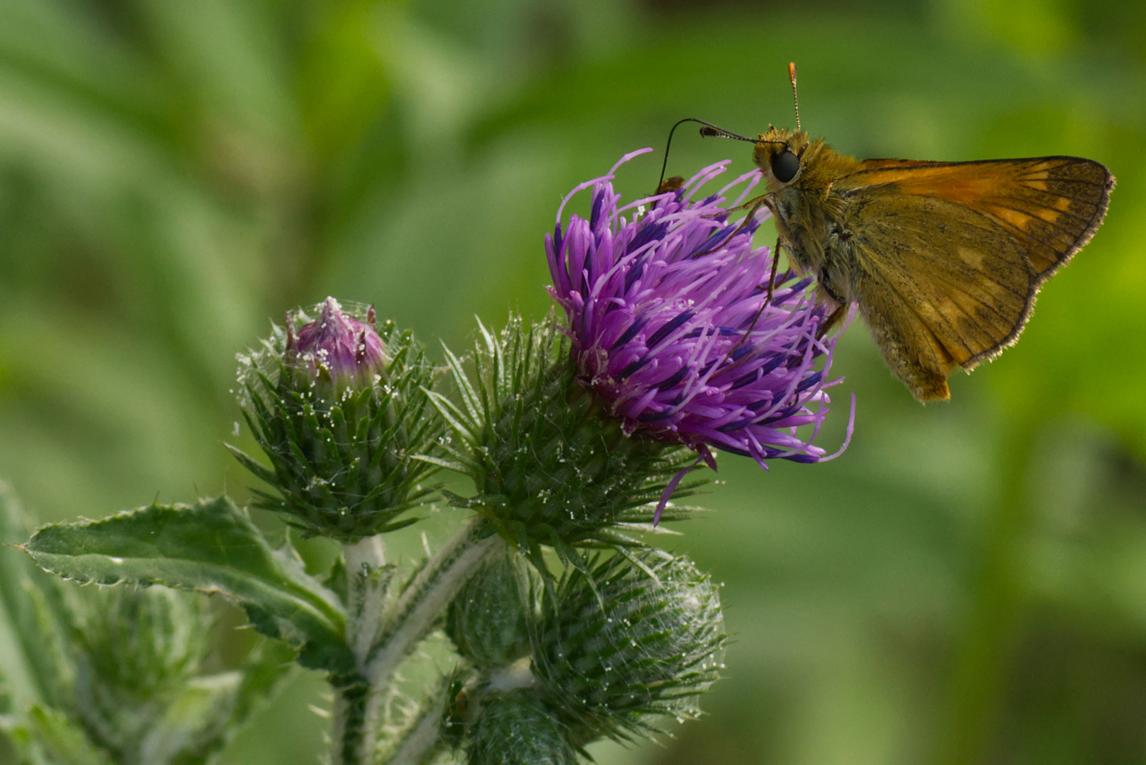 Rostfarbiger Dickkopffalter (Ochlodes sylvanus) auf Kratzdistel (Cirsium)