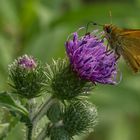 Rostfarbiger Dickkopffalter (Ochlodes sylvanus) auf Kratzdistel (Cirsium)