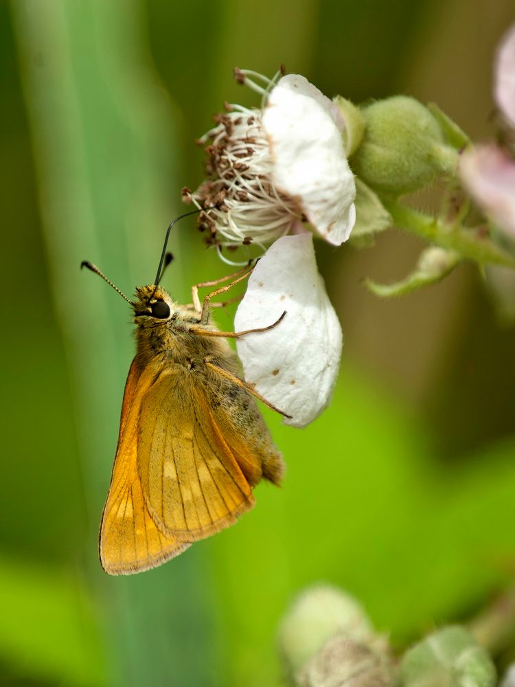 Rostfarbiger Dickkopffalter (Ochlodes sylvanus)