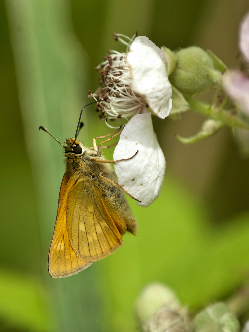 Rostfarbiger Dickkopffalter (Ochlodes sylvanus)