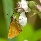 Rostfarbiger Dickkopffalter (Ochlodes sylvanus)