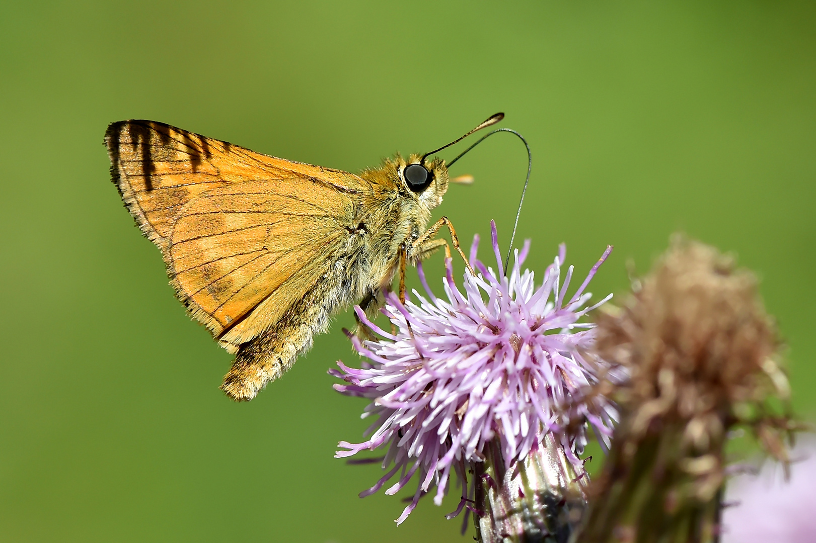 Rostfarbiger Dickkopffalter (Ochlodes sylvanus)