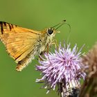 Rostfarbiger Dickkopffalter (Ochlodes sylvanus)