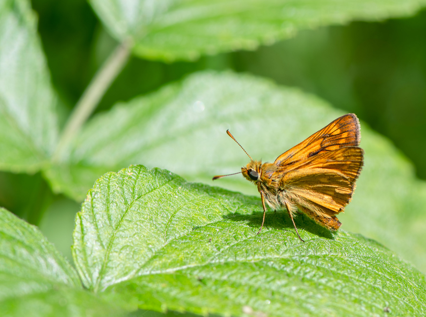 Rostfarbiger Dickkopffalter ( Ochlodes sylvanus )