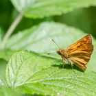 Rostfarbiger Dickkopffalter ( Ochlodes sylvanus )