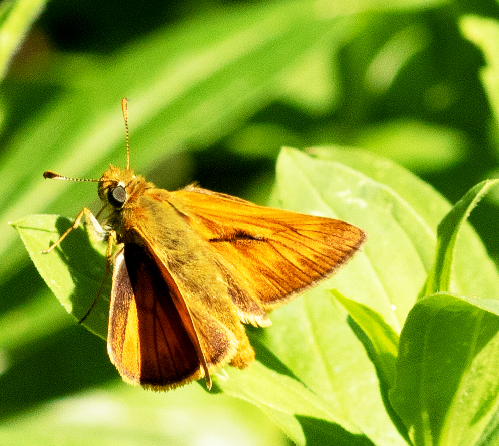 Rostfarbiger Dickkopffalter (Ochlodes Sylvanus)