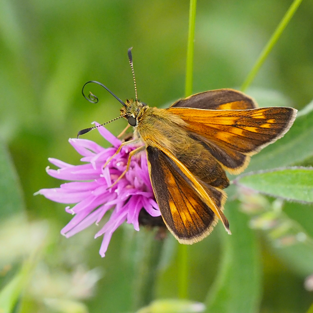 Rostfarbiger Dickkopffalter (Ochlodes sylvanus)