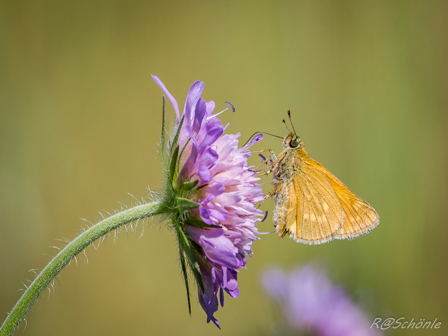 Rostfarbiger Dickkopffalter (Ochlodes sylvanus)