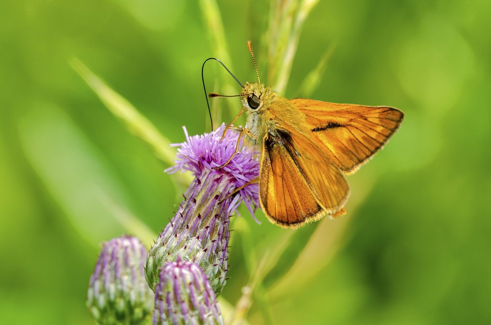 Rostfarbiger Dickkopffalter (Ochlodes sylvanus)