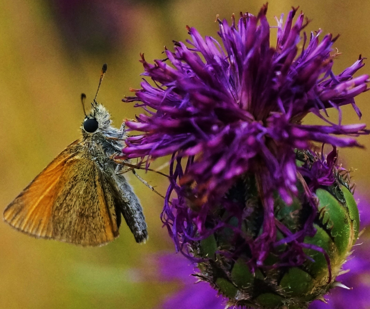 Rostfarbiger Dickkopffalter (Ochlodes sylvanus)