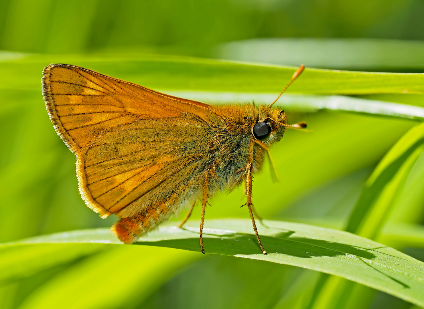 Rostfarbiger Dickkopffalter (Ochlodes sylvanus)* - La Sylvaine.