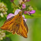 Rostfarbiger Dickkopffalter (Ochlodes sylvanus) - La Sylvaine.