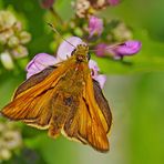 Rostfarbiger Dickkopffalter (Ochlodes sylvanus) - La Sylvaine.