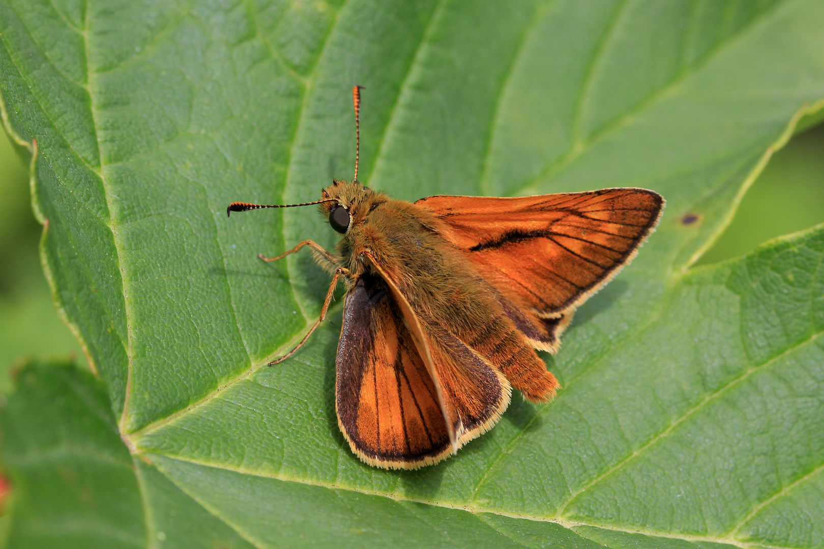 Rostfarbiger Dickkopffalter, Ochlodes sylvanus, Männchen, Oberseite